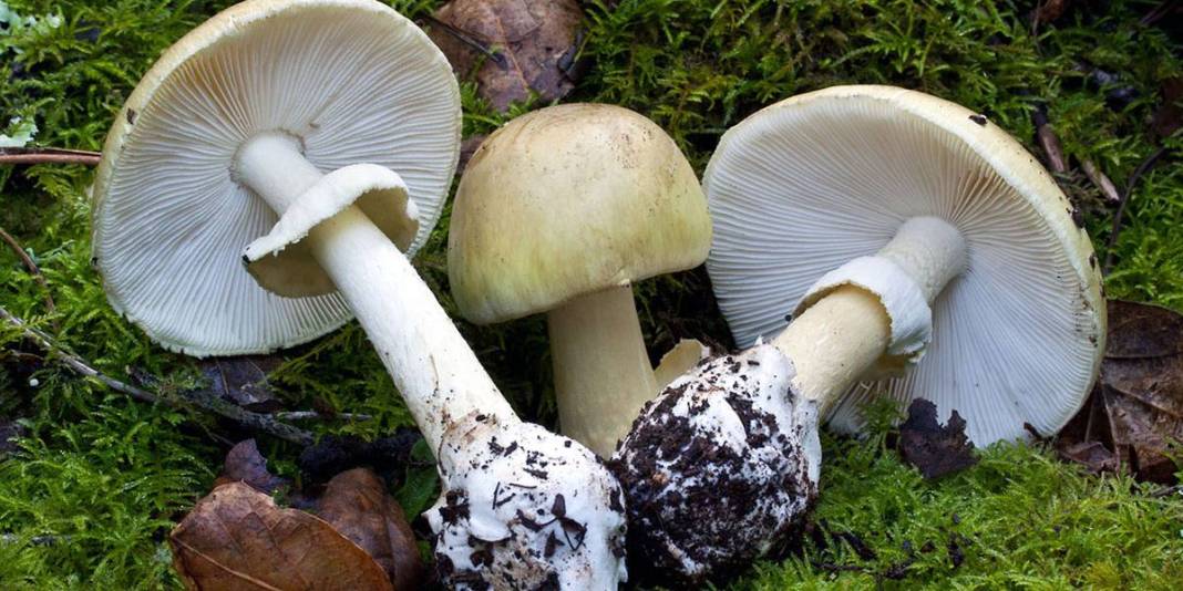 Ormandan mantar toplayanlar dikkat! Türkiye'deki zehirli mantarları ayırt etmenin altın kuralı ortaya çıktı 5